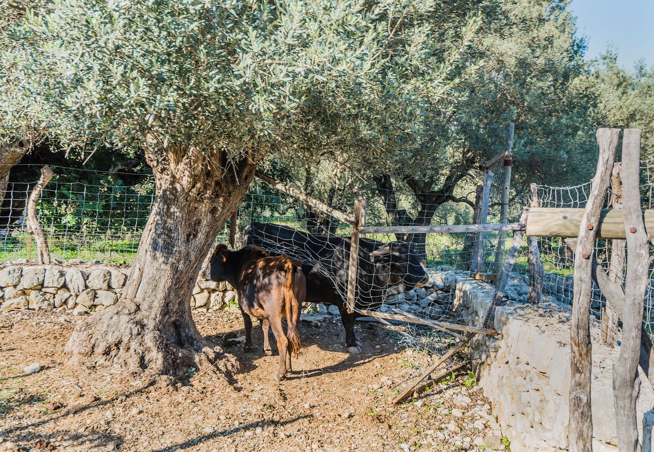 Finca in Pollensa / Pollença - Rota de Morell