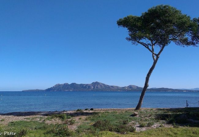 Apartment in Puerto Pollensa - Bellresguard First Floor I Apartment in Puerto Pollensa - Bellresguard First Floor I